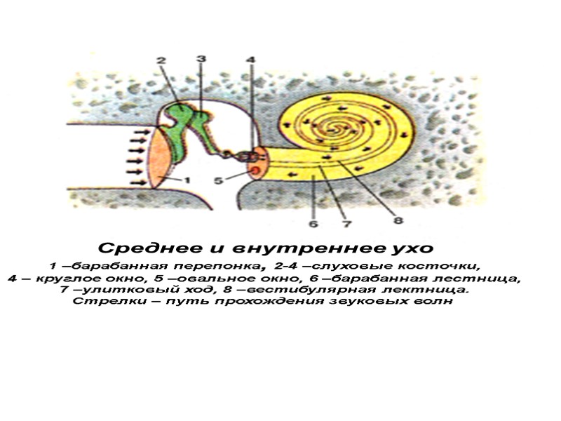 Среднее и внутреннее ухо 1 –барабанная перепонка, 2-4 –слуховые косточки, 4 – круглое окно,